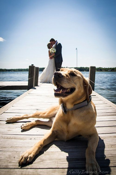 Dog in Wedding Photo